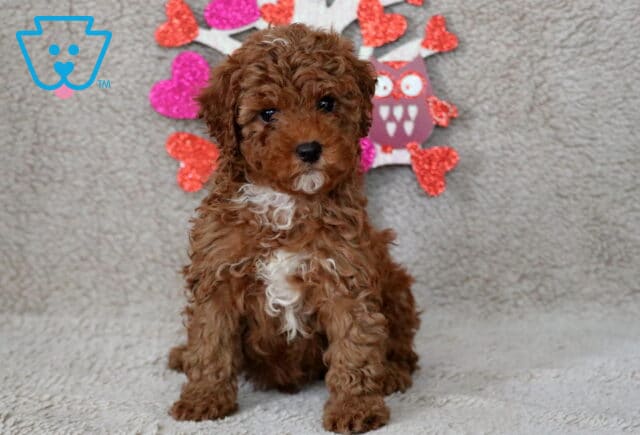 Oreo Cavapoo image