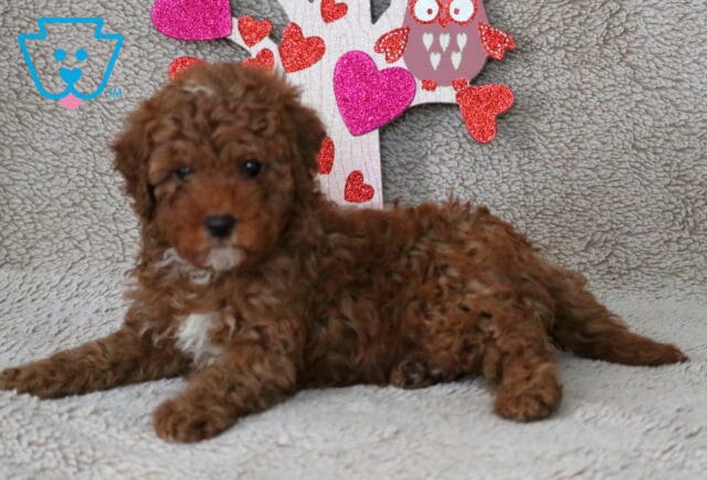 Oreo Cavapoo2 image