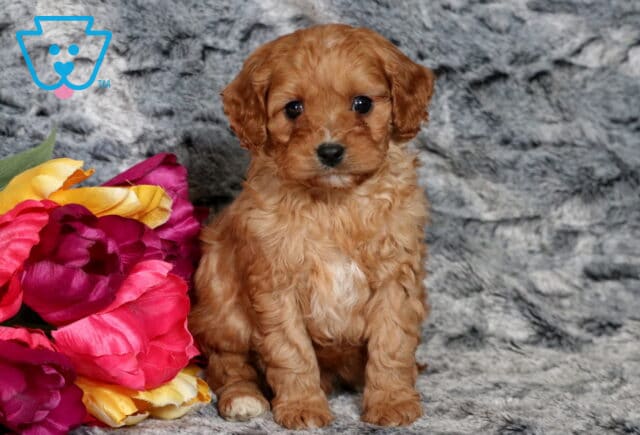 Paddington Cavapoo image