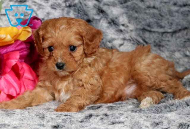Paddington Cavapoo2 image