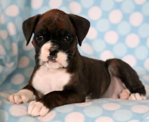 Parker Boxer