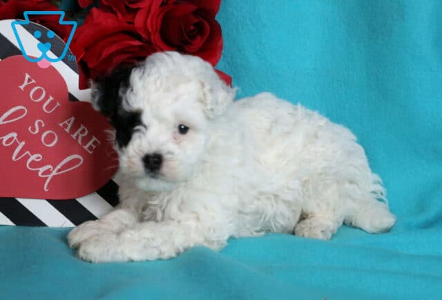 Patch Mini Poodle image