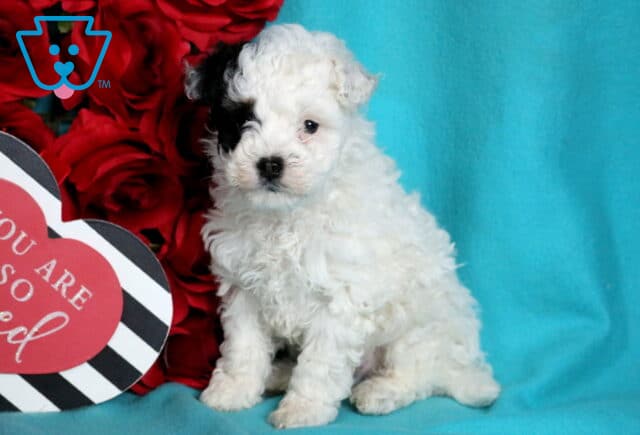 Patch Mini Poodle2 image