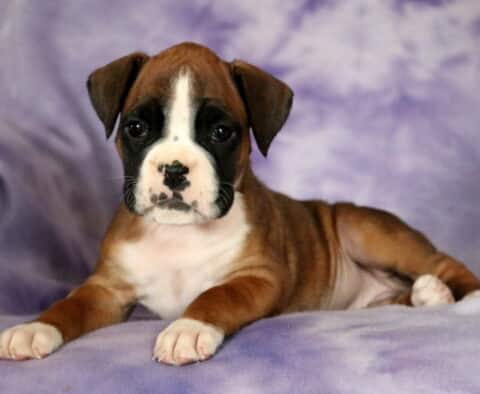 Peach Boxer