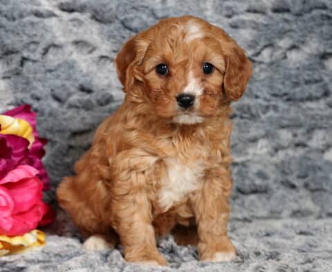 Penelope Cavapoo