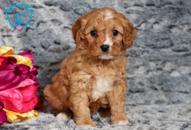 Penelope Cavapoo image