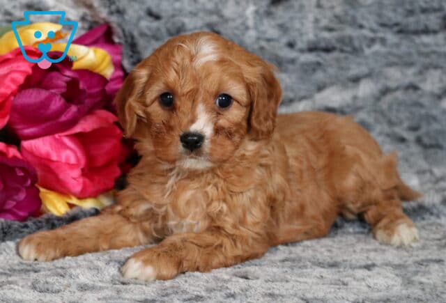 Penelope Cavapoo2 image