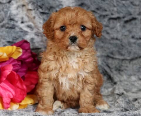 Penny Cavapoo
