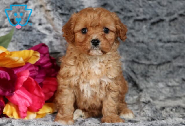 Penny Cavapoo image