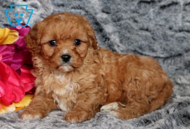 Penny Cavapoo2 image