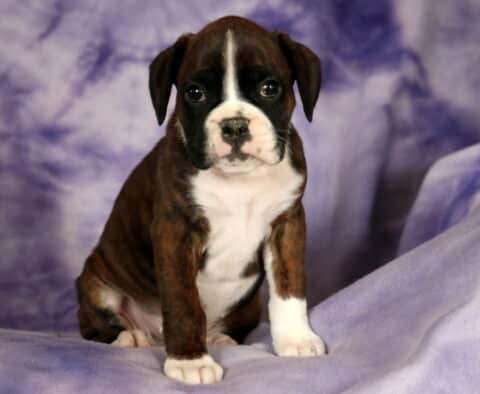 Pepper Boxer2