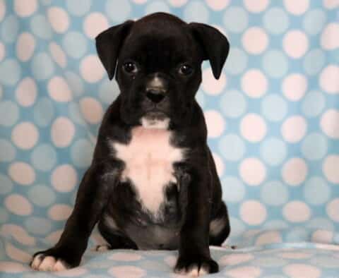 Petey Boxer2
