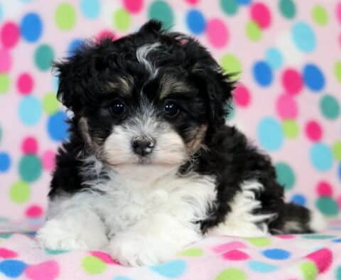 Piper Havanese