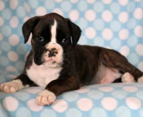 Pluto Boxer