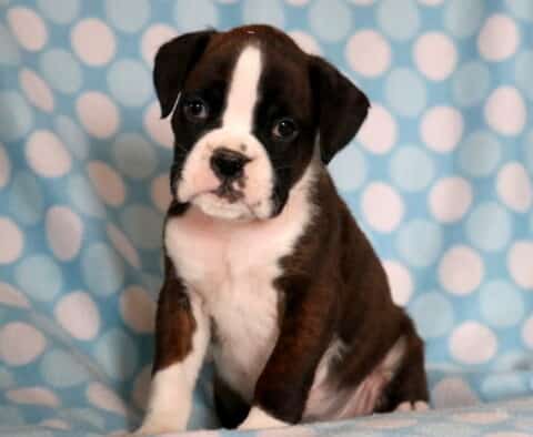 Pongo Boxer2