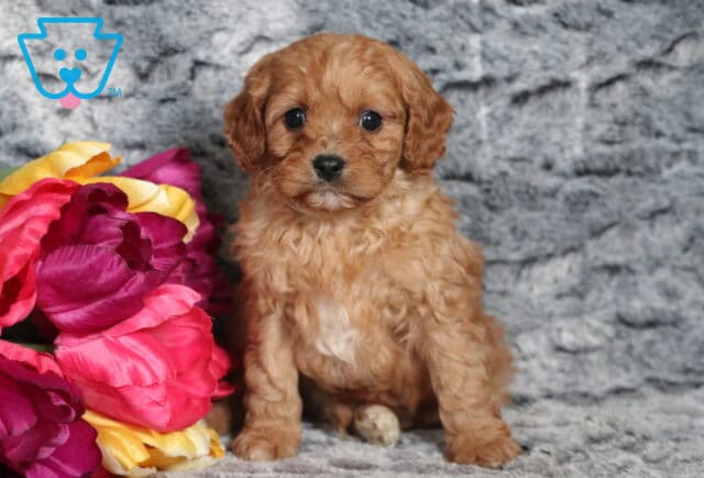Pooch Cavapoo image