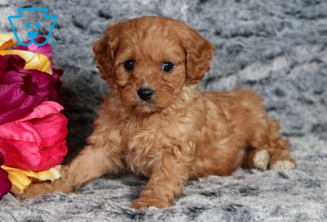 Pooch Cavapoo2 image