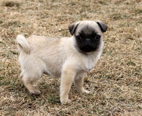 Pooch Pug