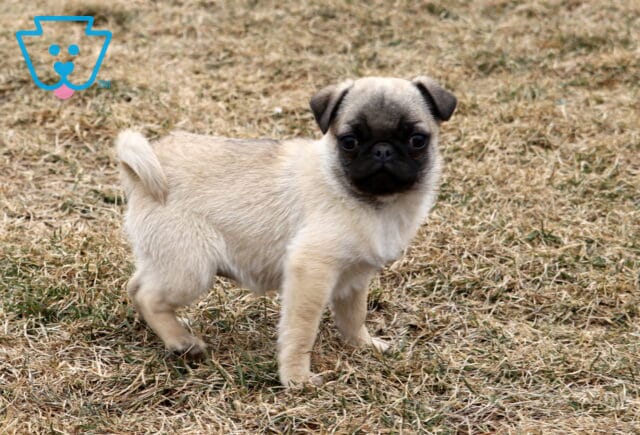 Pooch Pug image