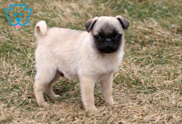 Pooch Pug2 image