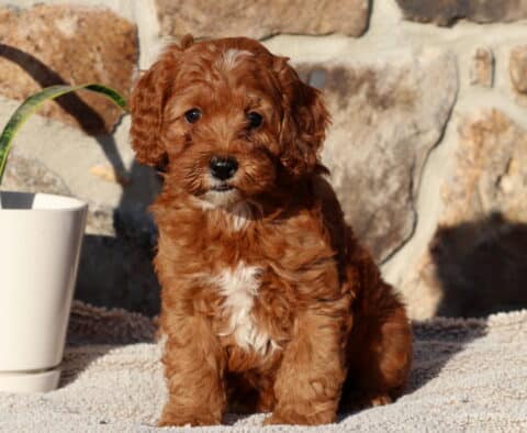 Porky Cockapoo