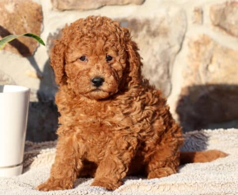 Prince Cockapoo