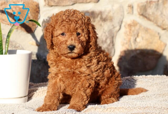 Prince Cockapoo image