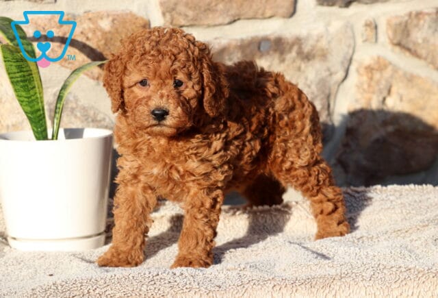 Prince Cockapoo2 image