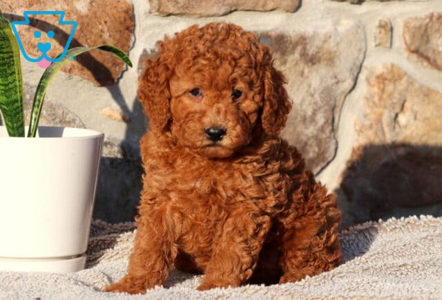 Prince Cockapoo3 image
