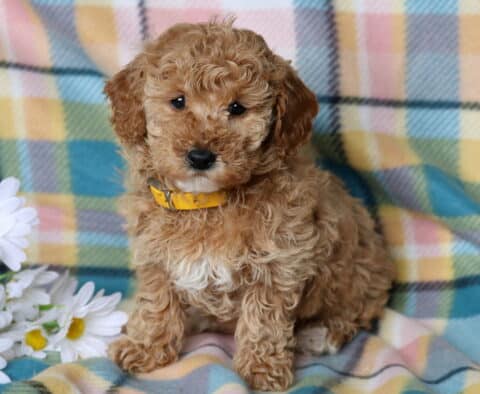 Raisin Mini Poodle