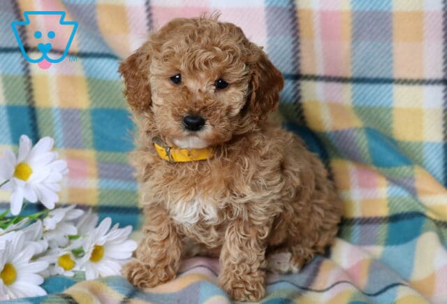 Raisin Mini Poodle image