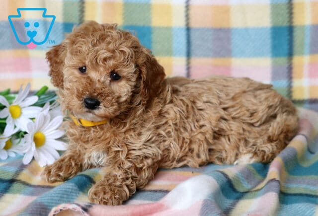 Raisin Mini Poodle2 image