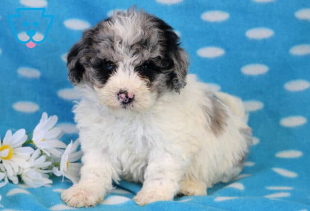 Rex Bichpoo2 image