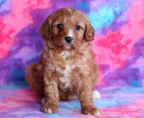 Riggs Cavapoo