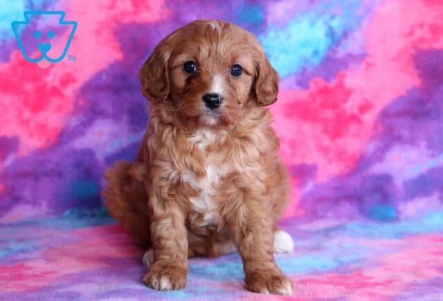 Riggs Cavapoo image