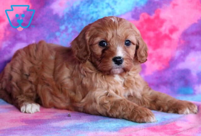 Riggs Cavapoo2 image