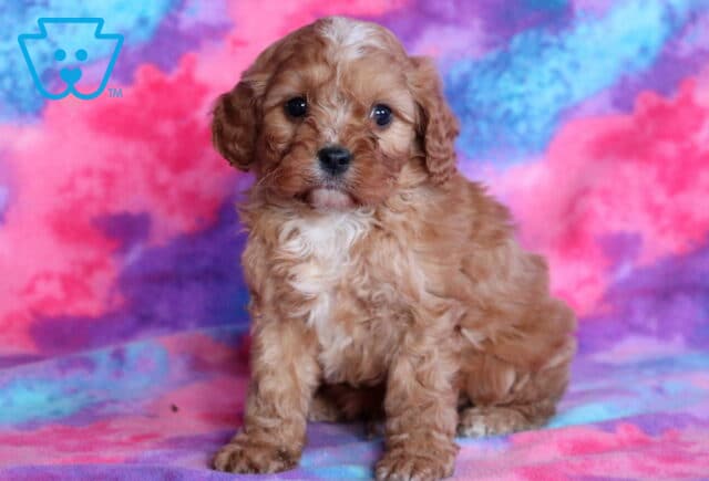 Rolo Cavapoo image