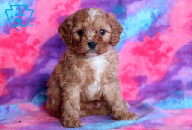 Rolo Cavapoo2 image