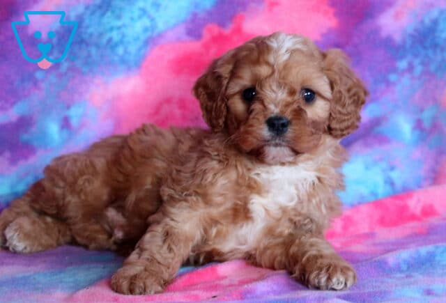 Rolo Cavapoo3 image