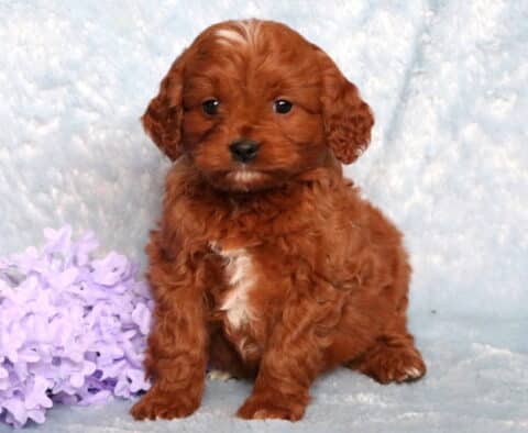 Rosco Poodle Mix
