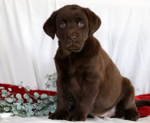 Rosie Choc Lab