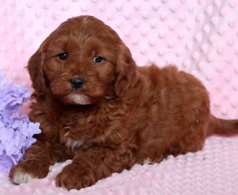 Rosie Poodle Mix