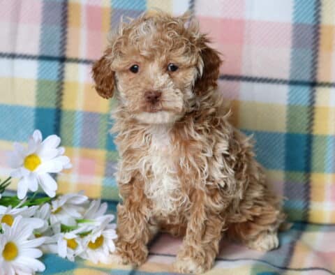 Rudy mini poodle