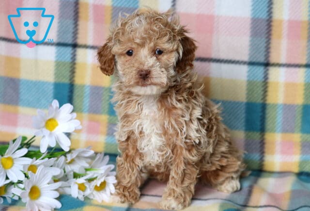 Rudy mini poodle image