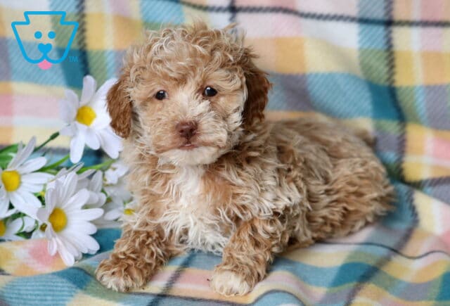 Rudy mini poodle2 image