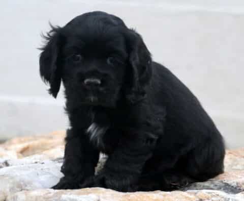 Sailor Cocker Spaniel