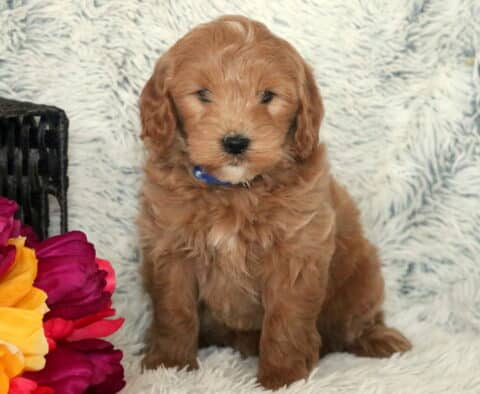 Sal Mini Goldendoodle