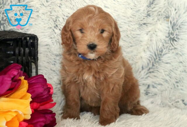 Sal Mini Goldendoodle image