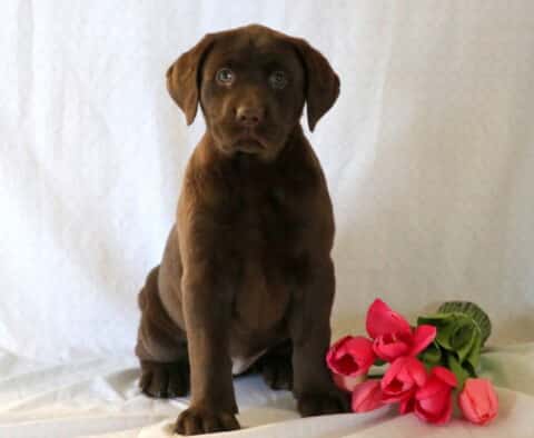Sally Chocolate Lab
