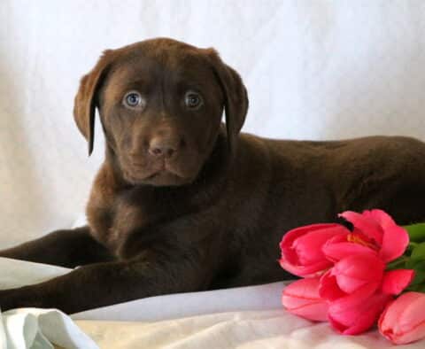Samson Chocolate Lab